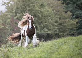 Equine Photography by Rachel Flynn